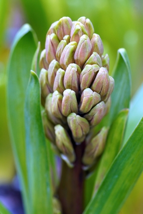 野生风信子植物摄影图片